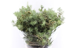 Juniperus Squamata Meyeri Per Bunch