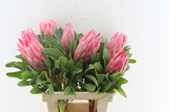 Protea Cynaroides Madiba 60cm