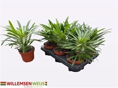 Pachypodium Lamerei 12Ø 25cm
