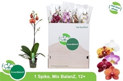 Phalaenopsis Mix 12Ø 75cm 1st