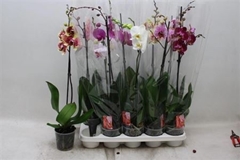 Phalaenopsis Mix 12Ø 70cm 1st