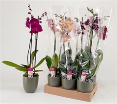 Phalaenopsis Mix 12Ø 65cm 2st