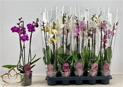 Phalaenopsis Mix 12Ø 55cm 3st
