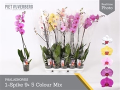 Phalaenopsis Mix 5 Colours 12Ø 80cm 1st