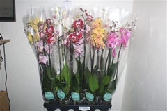 Phalaenopsis Mix 5 Colours 12Ø 75cm 2st