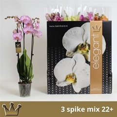 Phalaenopsis Mix 7 Colours 12Ø 70cm 3st