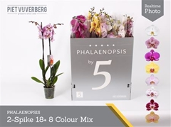 Phalaenopsis Mix 8 Colours 12Ø 70cm 2st