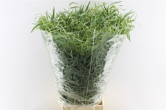 Eucalyptus Nicholii Per Bunch 70cm 300gr.