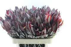 Leucadendron Safari Sunset 70cm
