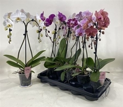 Phalaenopsis Mix 12Ø 55cm 2st