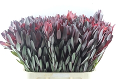 Leucadendron Safari Sunset 80cm