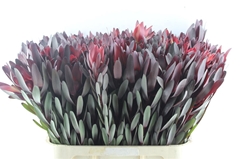 Leucadendron Safari Sunset 80cm
