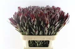 Leucadendron Safari Sunset 100cm