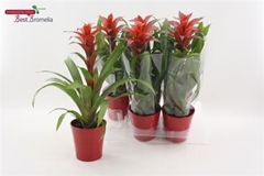 Guzmania Allura 13Ø 53cm