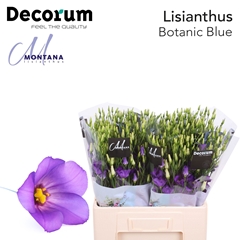 Eustoma Single Botanic Blue 60cm