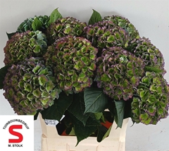 Hydrangea Pompidou Classic 75cm 22-24cm Hd