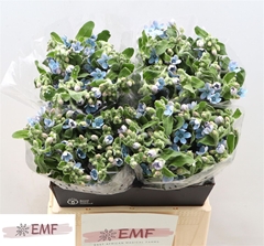 Oxypetalum Tanioka Pure Blue 45cm