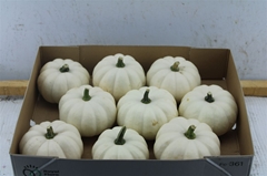 Cucurbita Pepo Baby Boo 14cm