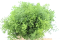 Asparagus Umbellatus 50cm
