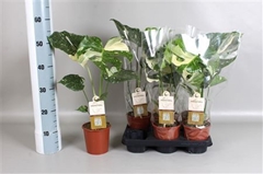Monstera Deliciosa Thai Constellation 13Ø 50cm