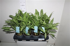 Aglaonema Silver Queen Compact 14Ø 45cm