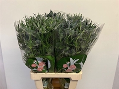 Eryngium Planum Magical Blue Lagoon 70cm