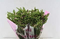 Freesia Double Rosario 50cm 20gr.