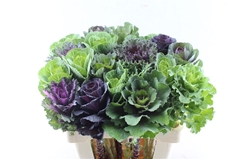 Brassica Mix 60cm