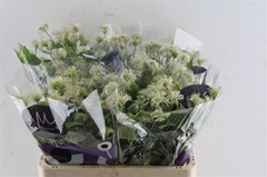 Clematis Amazing Kibo 60cm