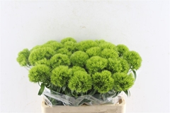 Dianthus Barb Green Charm 60cm