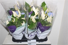 Anthurium Banderola Cava 14Ø 50cm