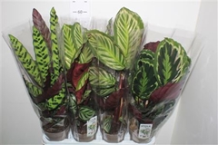 Calathea Mixed 4 Varietys 14Ø 60cm