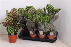Calathea Makoyana 14Ø 45cm