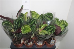 Calathea Medallion 14Ø 45cm