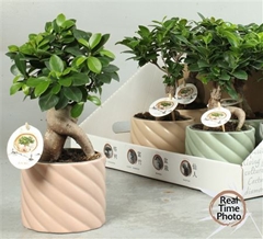 Ficus Microcarpa Ginseng 14Ø 35cm
