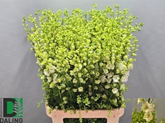 Consolida Regalis Qis White 100cm