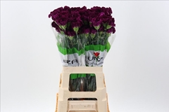 Dianthus Single Mirage 70cm