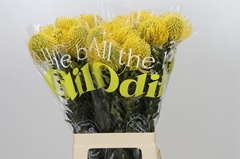 Leucospermum High Gold 60cm