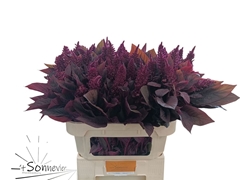 Amaranthus Cruentus Velvet 72cm