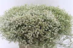 Limonium Sinense Sensy Tip Top 70cm 30gr.