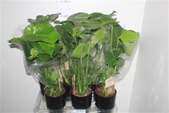 Monstera Deliciosa 15Ø 50cm