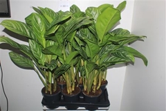 Aglaonema Stripes 17Ø 75cm