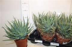 Aloe Arborescens 17Ø 40cm