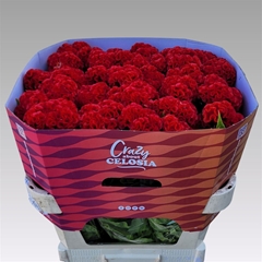 Celosia Red Chief 75cm