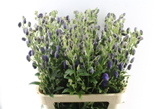 Aconitum Carmichaelii Arendsii 90cm