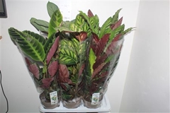 Calathea Mixed 4 Varietys 17Ø 65cm