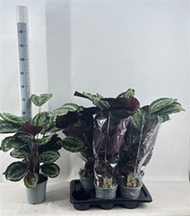 Calathea Medallion 17Ø 50cm