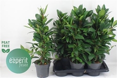 Ficus Cyathistipula Compacta 17Ø 68cm