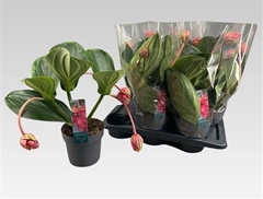 Medinilla Flamenco 17Ø 40cm 3bl