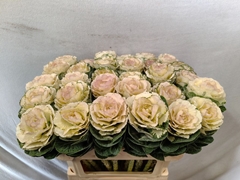 Brassica Round White 70cm
